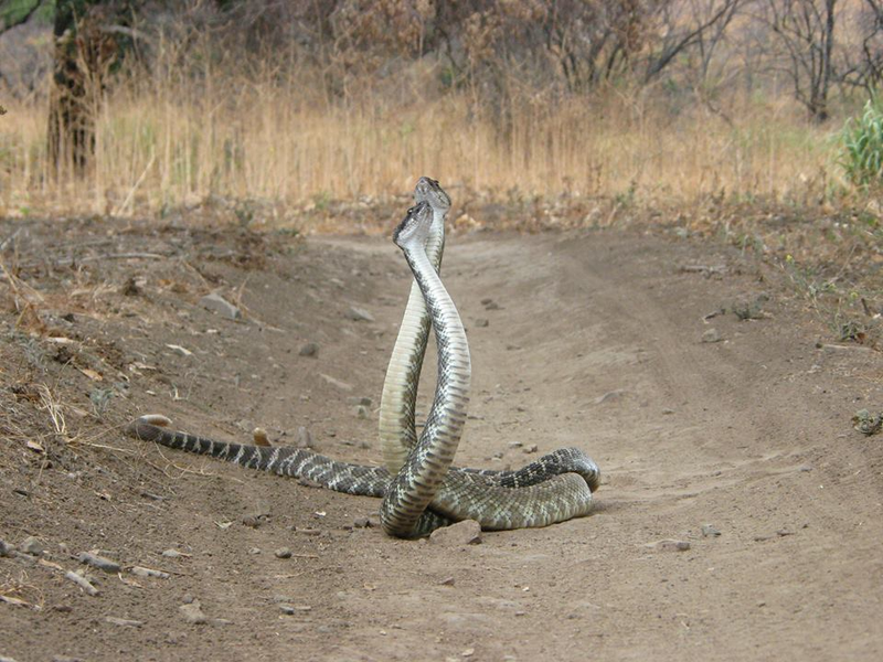 Illustration for article titled This Is What The Rattlesnake "Combat Dance" Looks Like